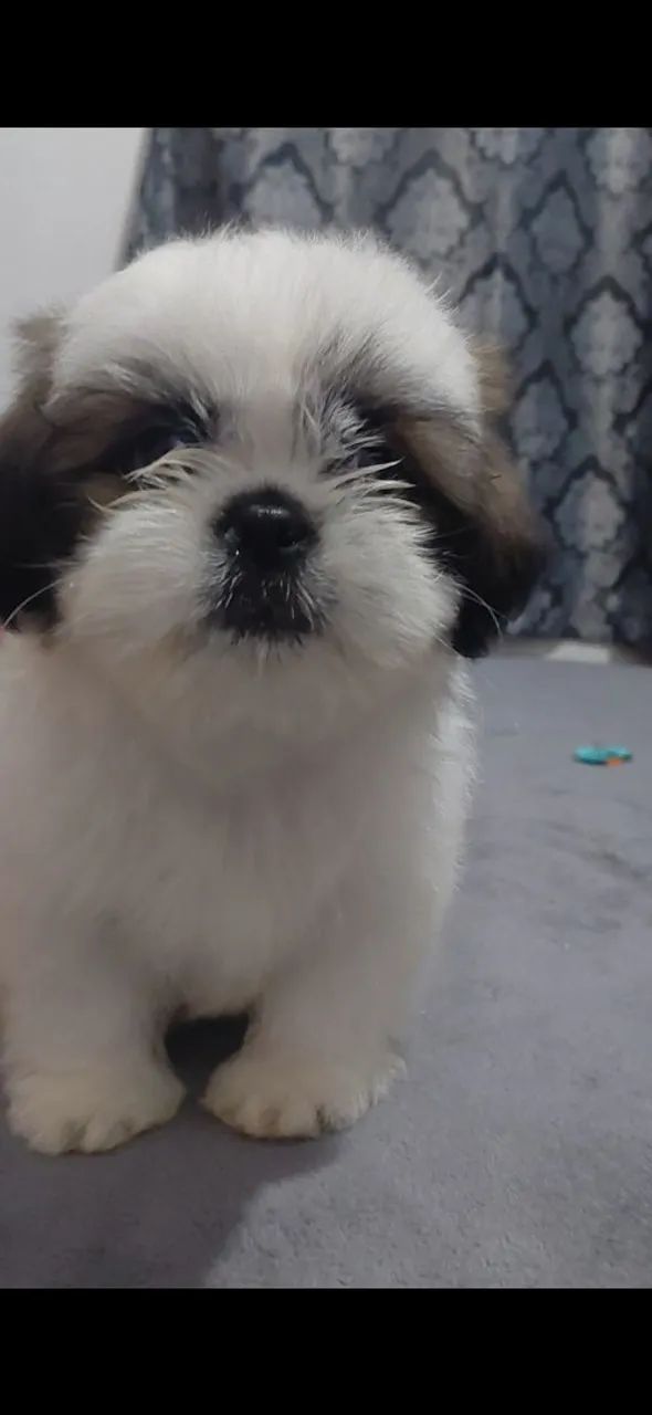 Shi-tzu puro micro.  - Foto 2