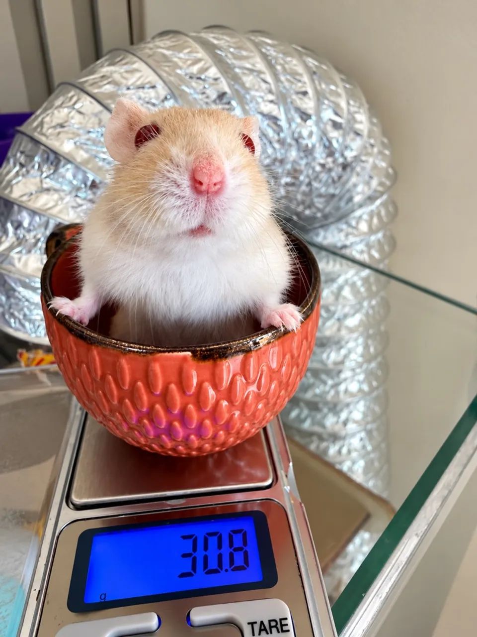 HAMSTER 