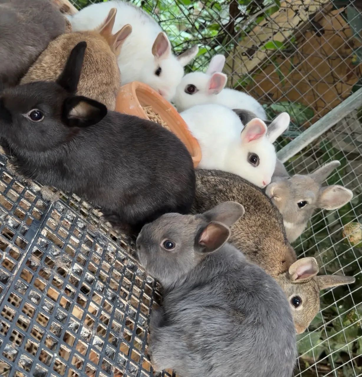 fofinhosss - Foto 4