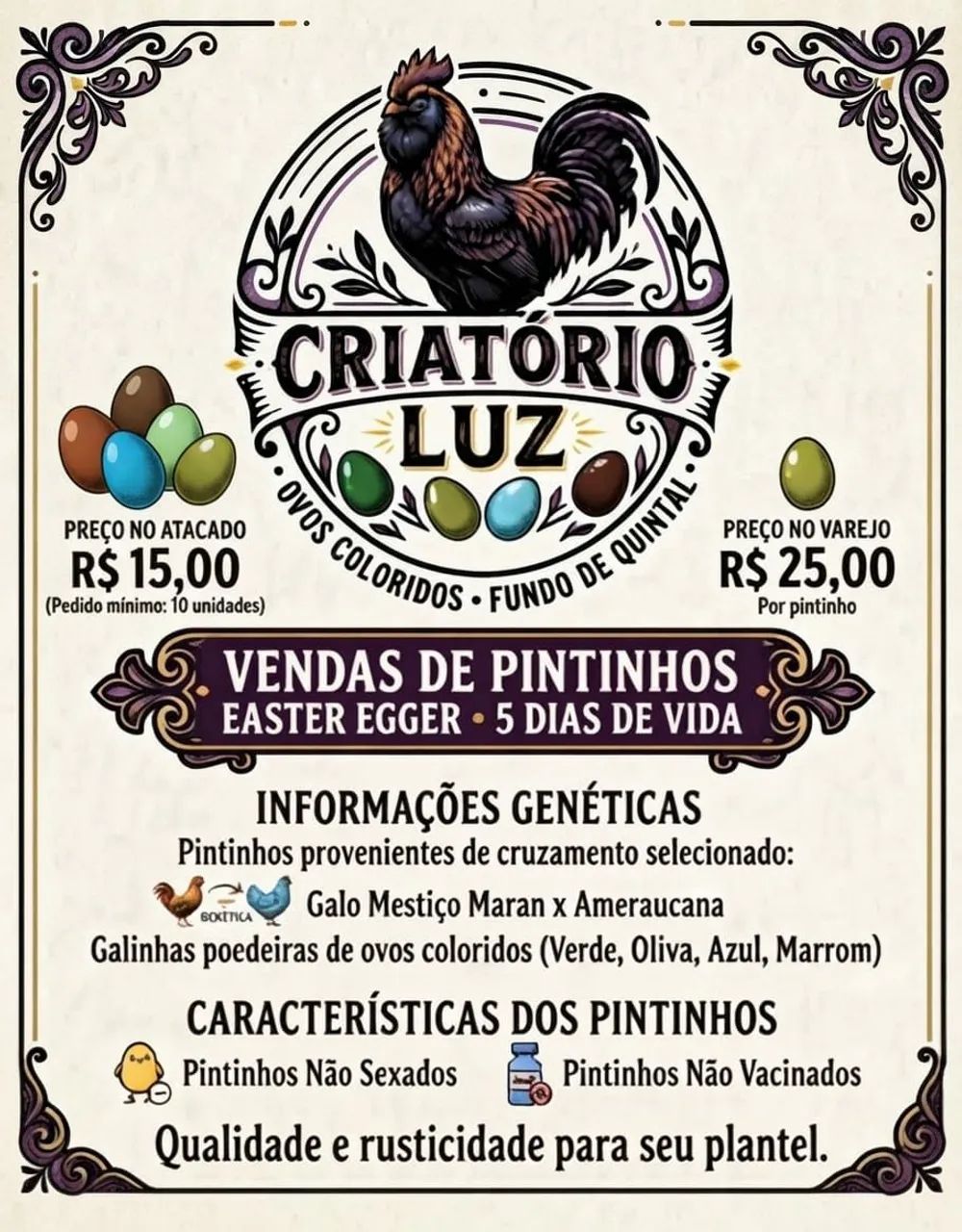 Pintinhos Easter Eggers - Foto 4