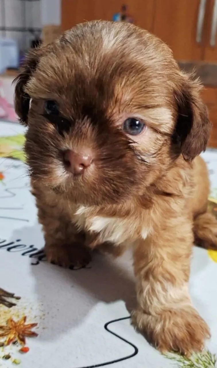 Cachorro  - Foto 2