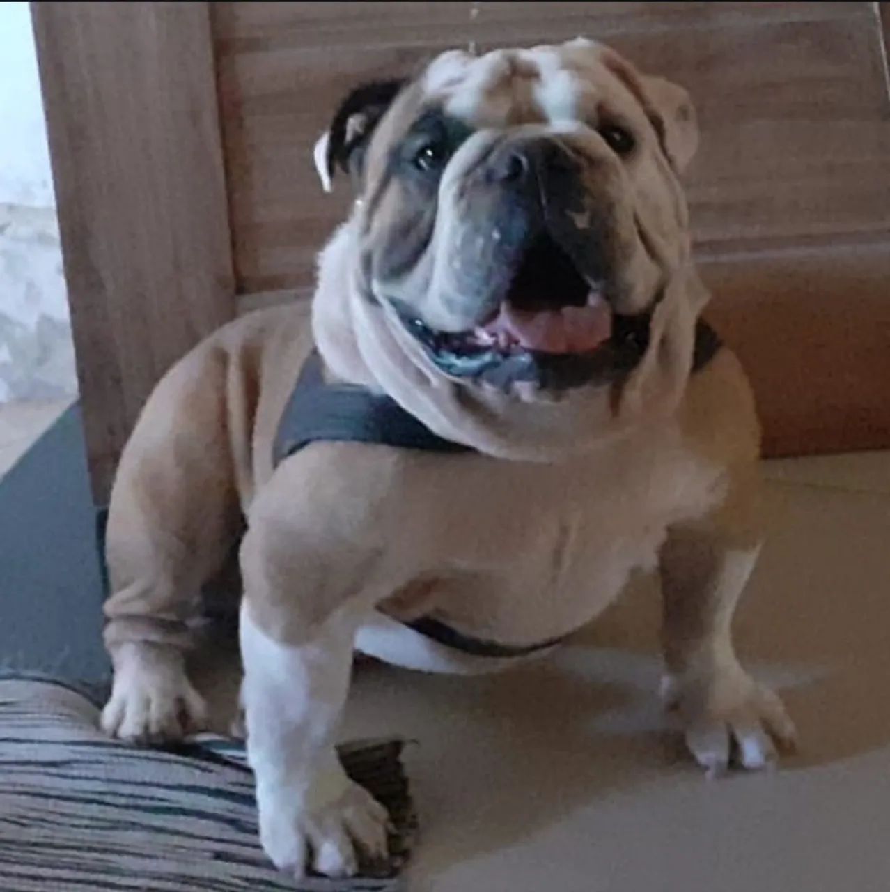 Buldogue inglês  - Foto 2