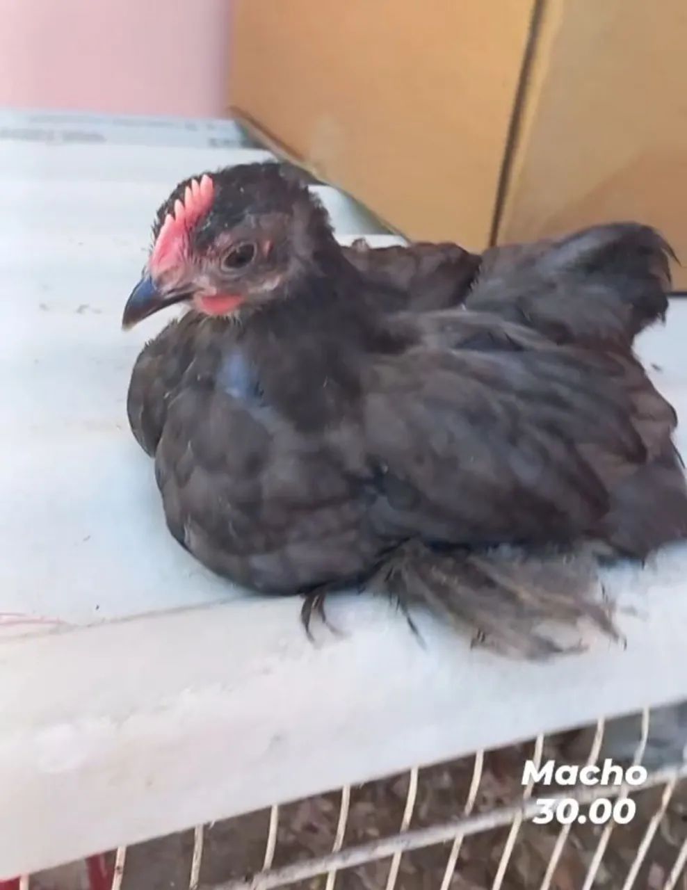 Galinhas e galos de mini cochin - Foto 4