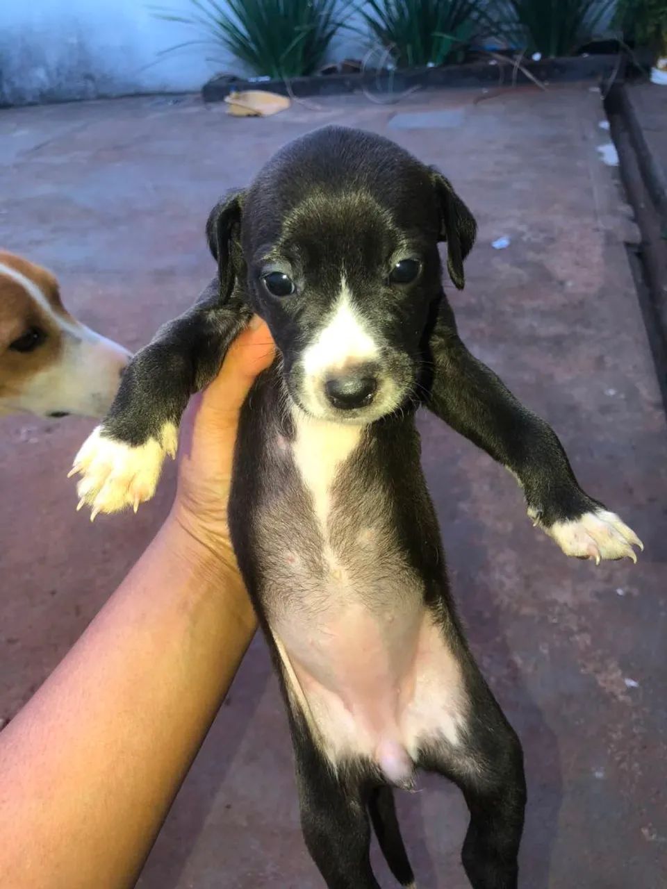 Doação  de  lindos cachorrinhos  - Foto 5