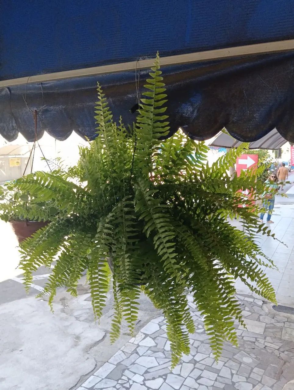 Jardim, paisagismo projetos consultoria  - Foto 4
