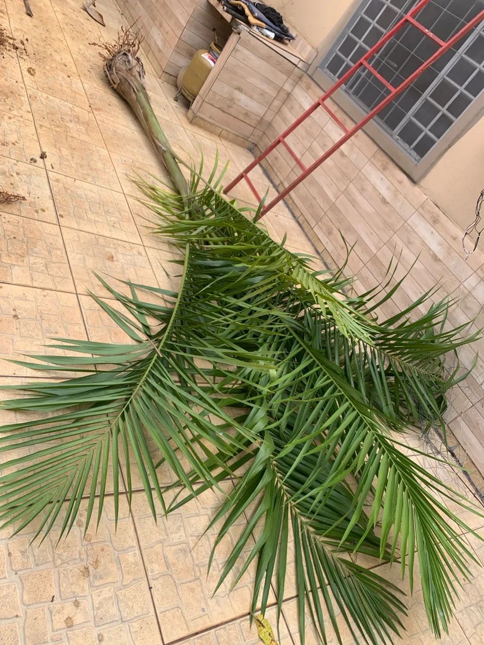 Vendo palmeira