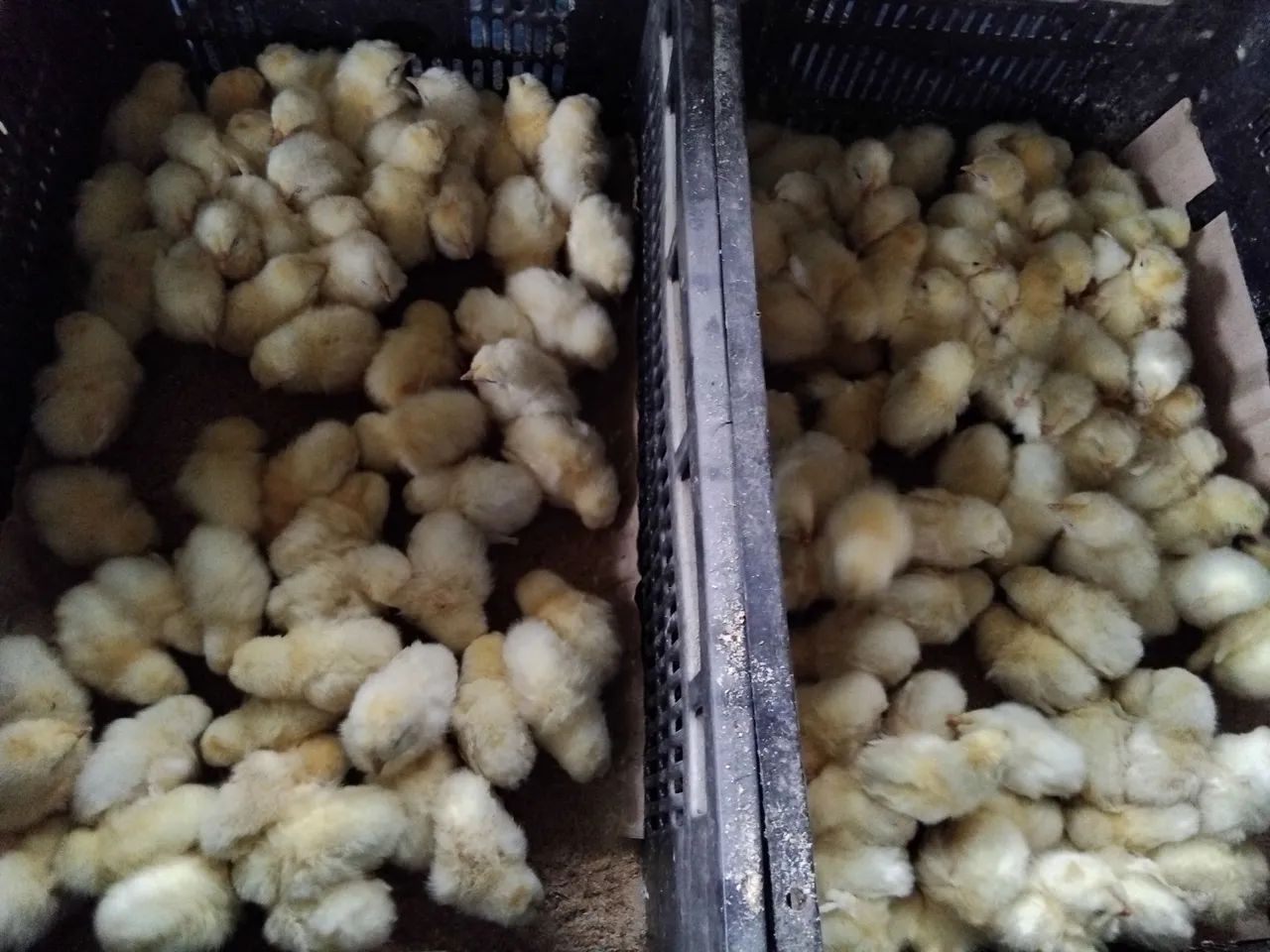 Pintinhos de 1 dia poedeiras  - Foto 4