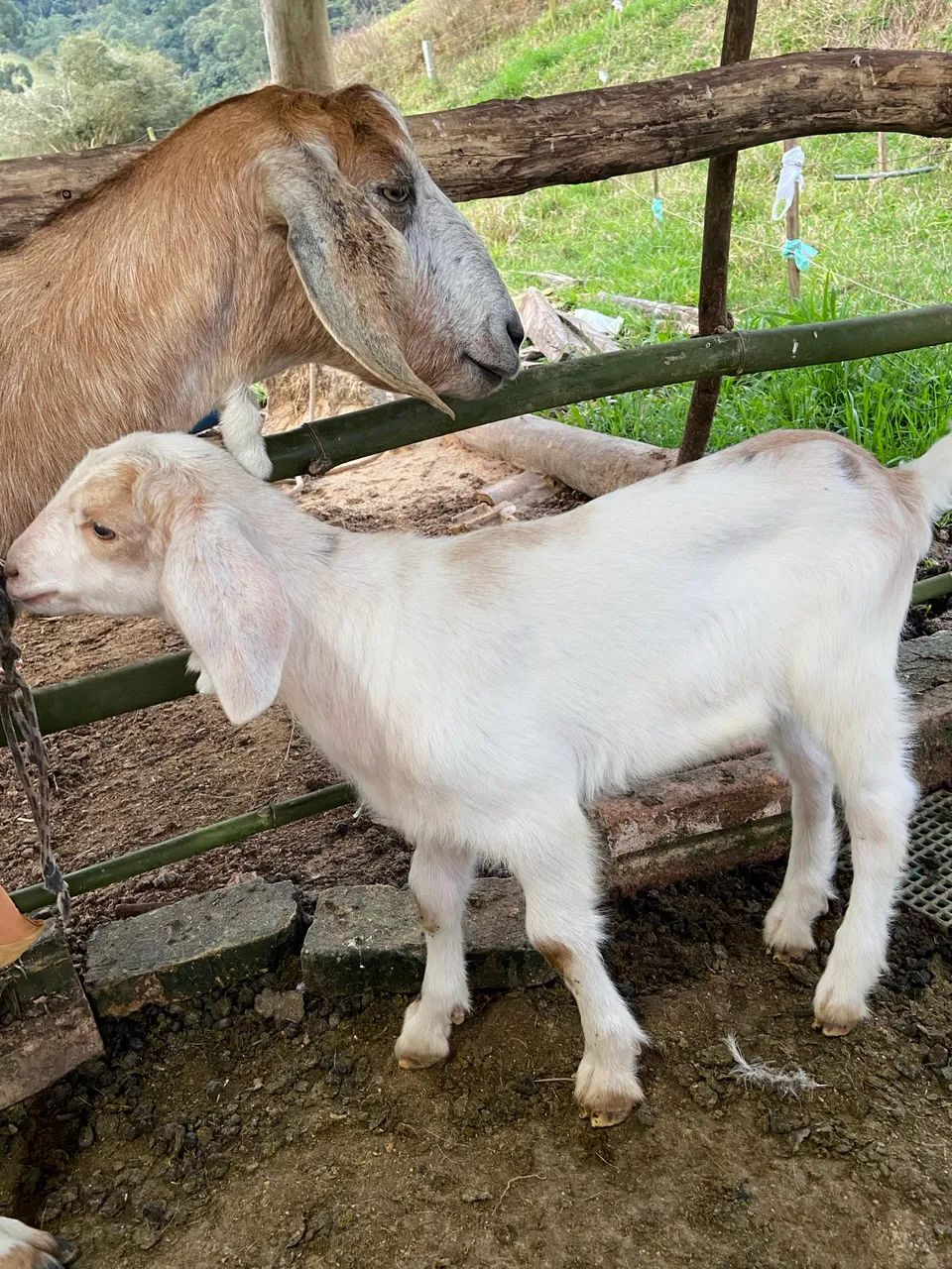 Vende-se lindo Cabrito  - Foto 2