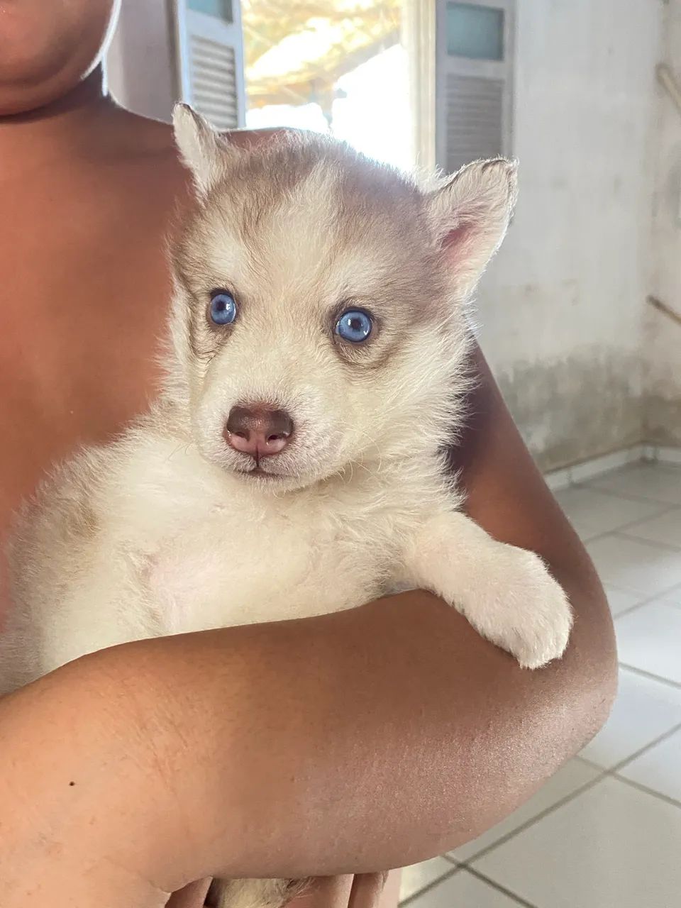 husky siberiano - Foto 5