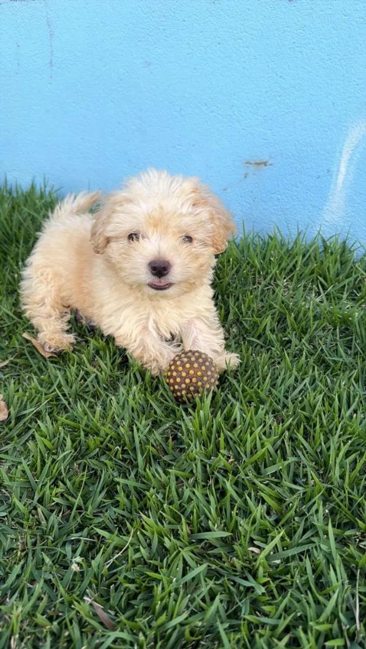 Lhasa Apso lindos machos e fêmeas  - Foto 3