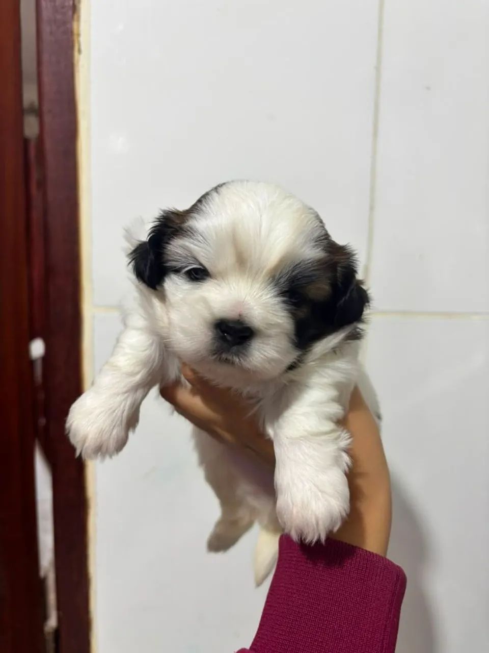 cachorro shih tzu - Foto 3