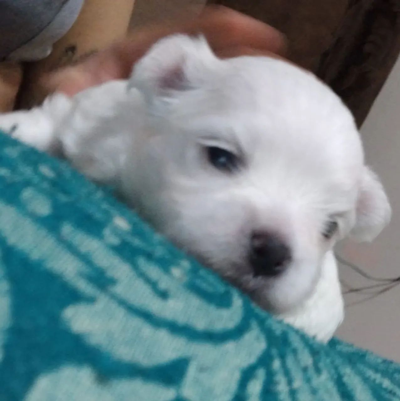 Maltês macho mini  - Foto 4