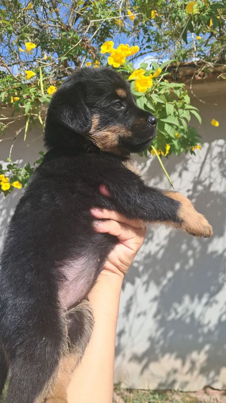 Rottweiler fêmea  - Foto 4