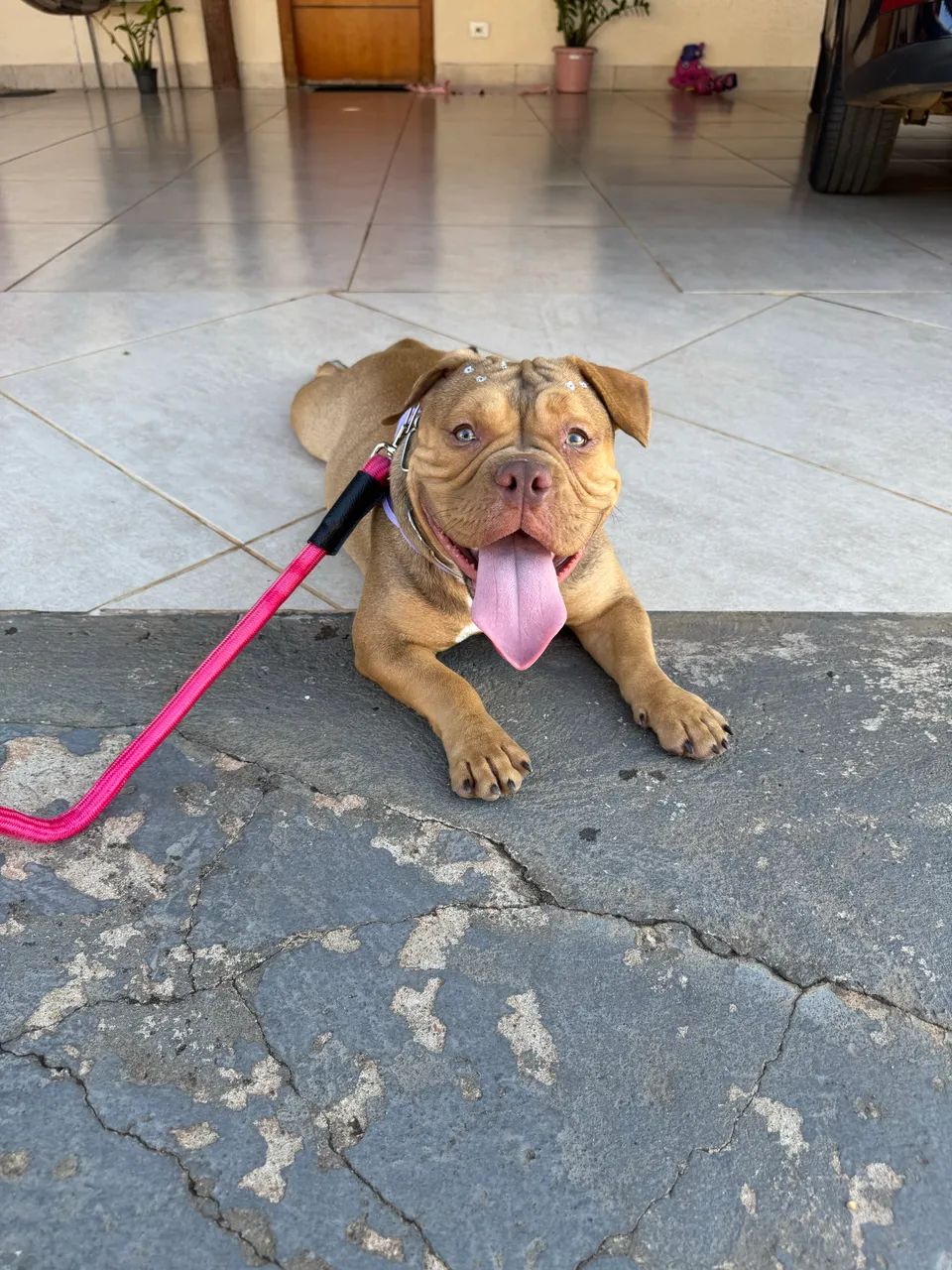 American Bully Fêmea  - Foto 2