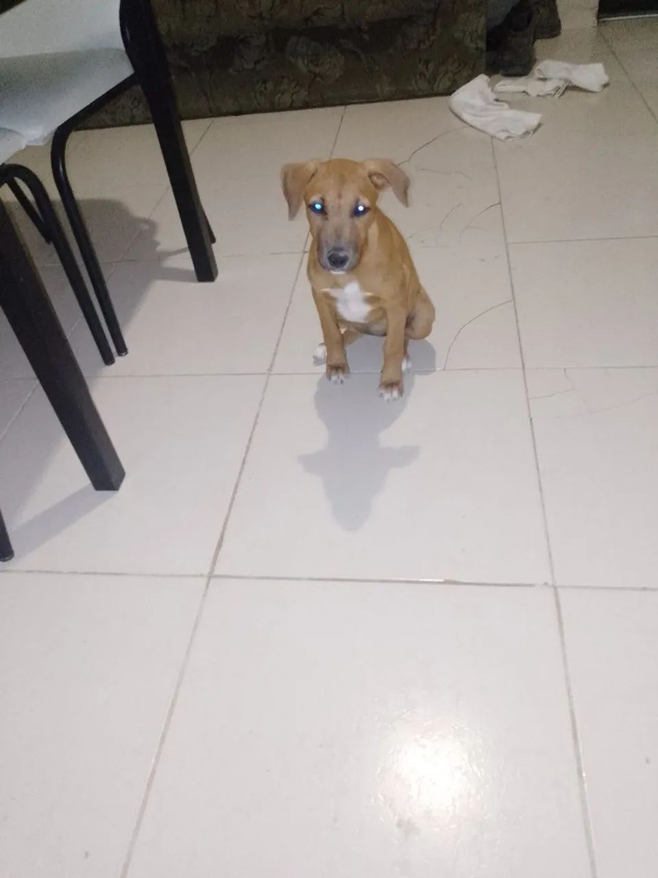 Doa-se cachorra fêmea de 3 meses - Foto 3