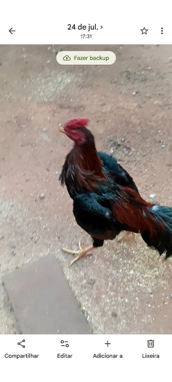Frango bode - Foto 2