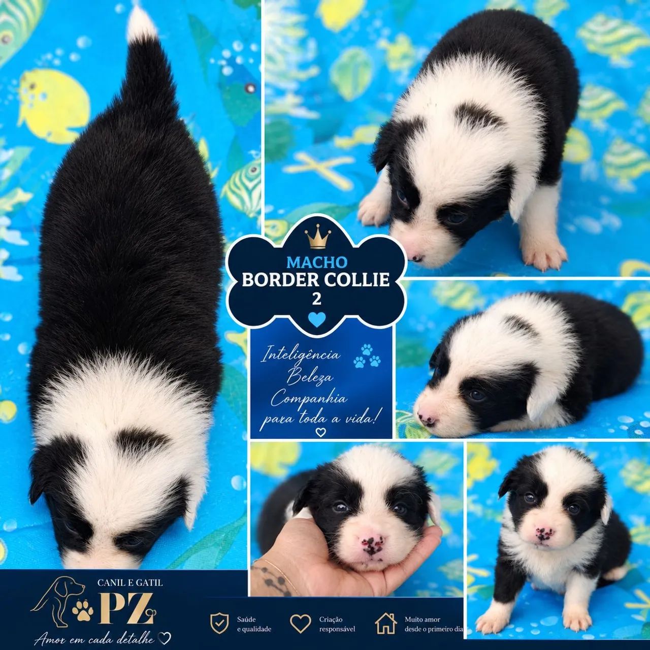 Filhotes BORDER COLLIE  - Foto 2