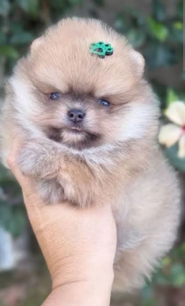 Spitz  - Foto 3