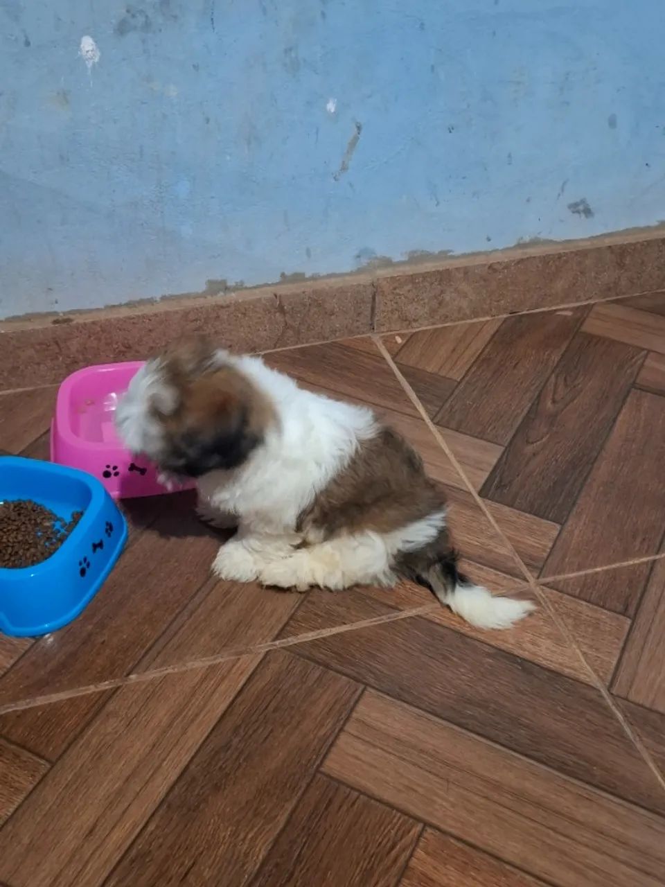 Vendo Cachorros shitzu  - Foto 4