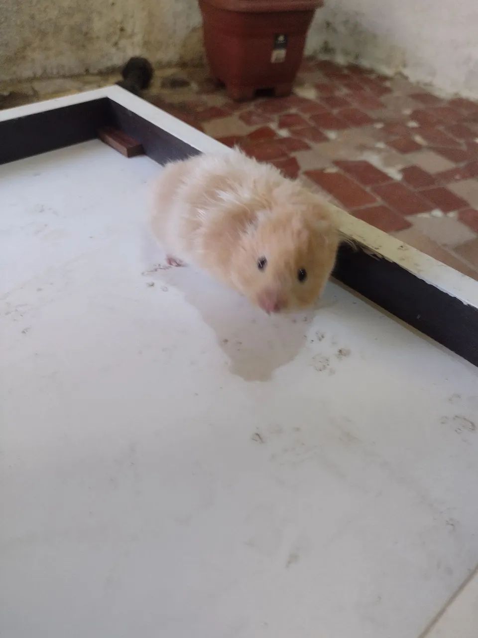 Hamister sírio  - Foto 2