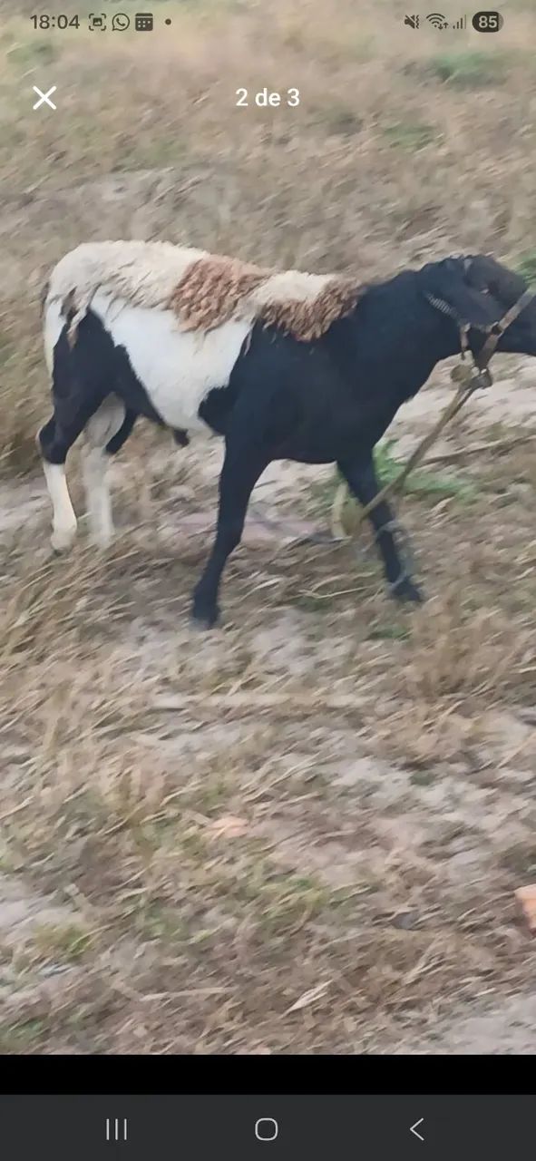 Carneiro Santa Inês - Foto 3