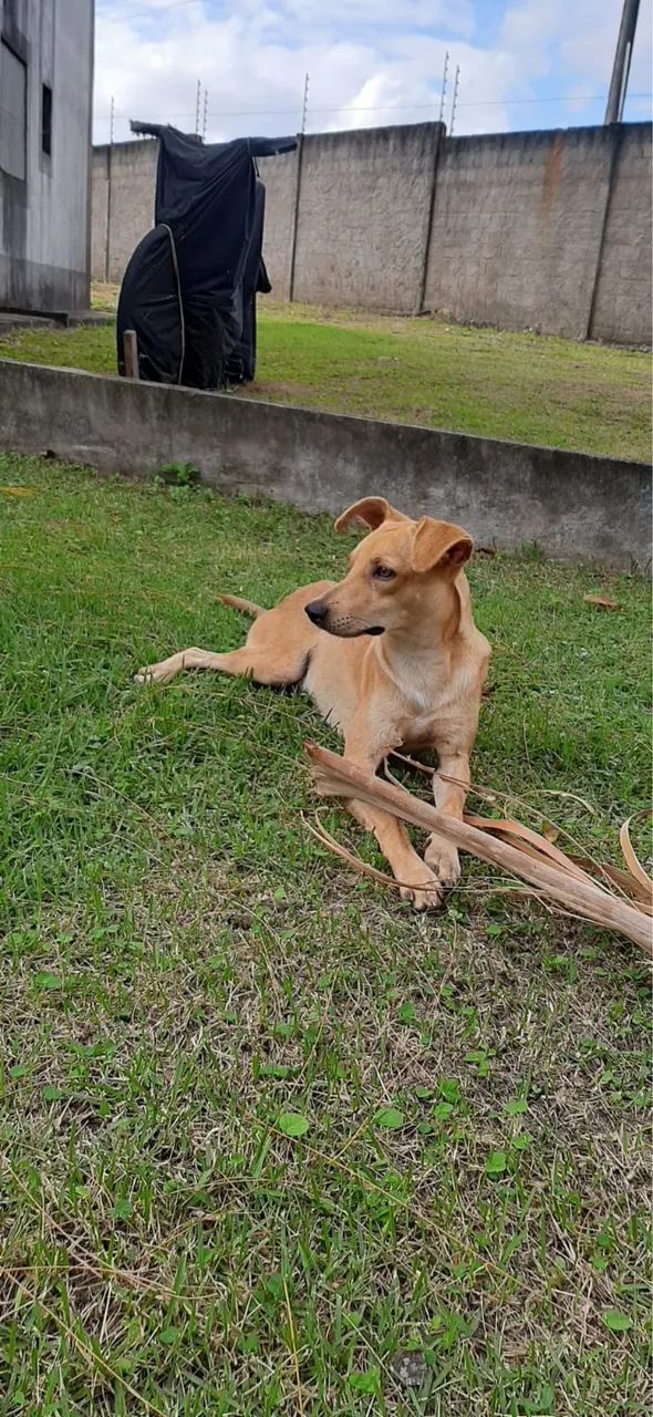 Adoção responsável  - Foto 4