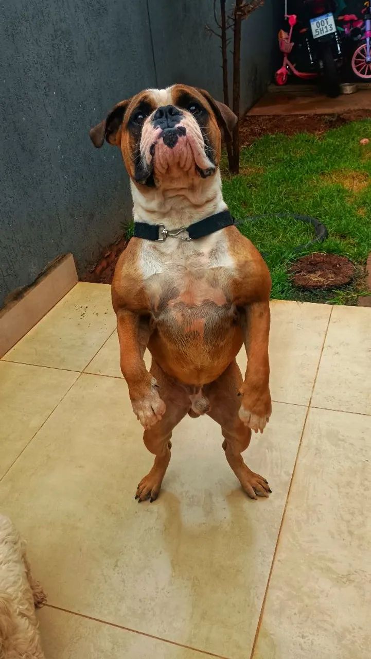 Buldog campeiro  - Foto 2