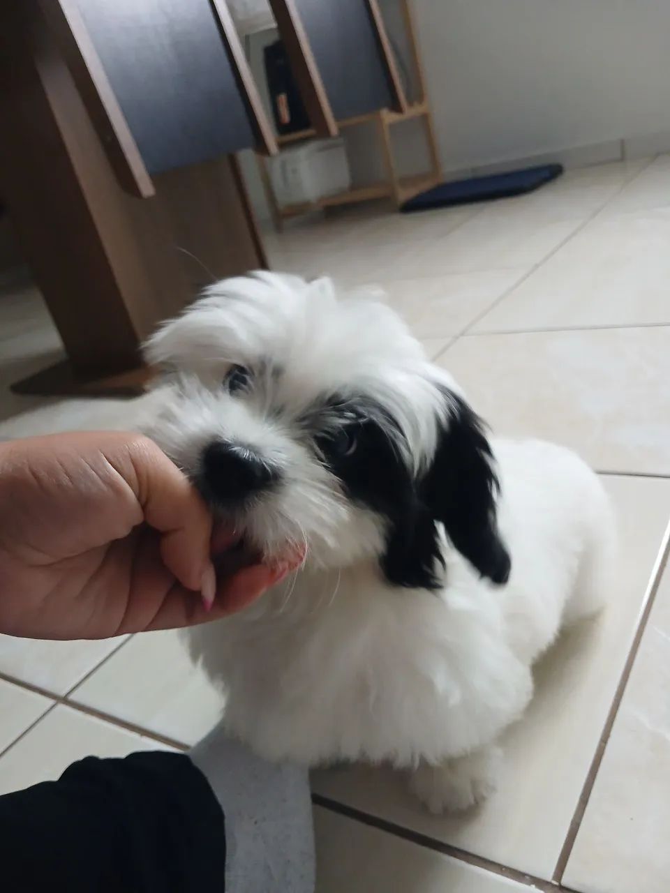Lhasa apso