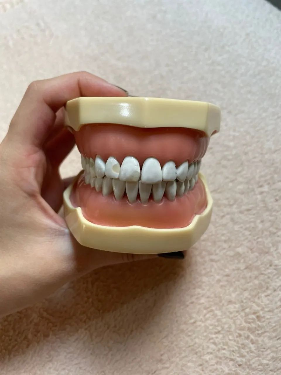 Manequim dentística MOM