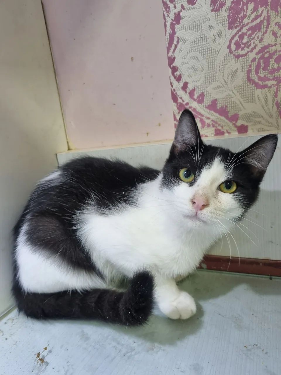 Gatinhos para adoção - Foto 4