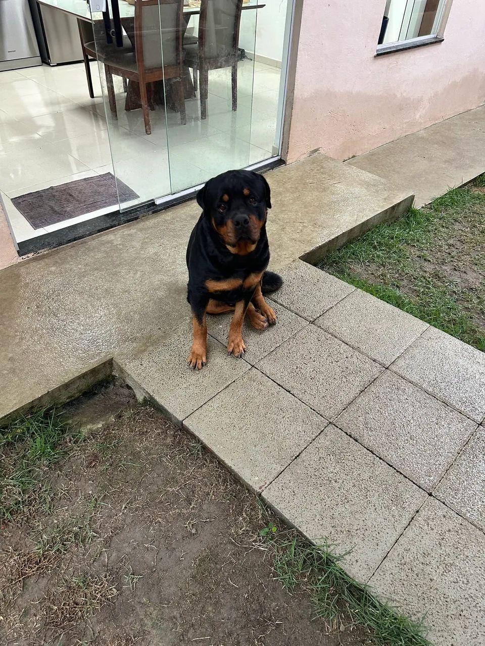Doa - se este lindo Rottweiler macho  - Foto 2