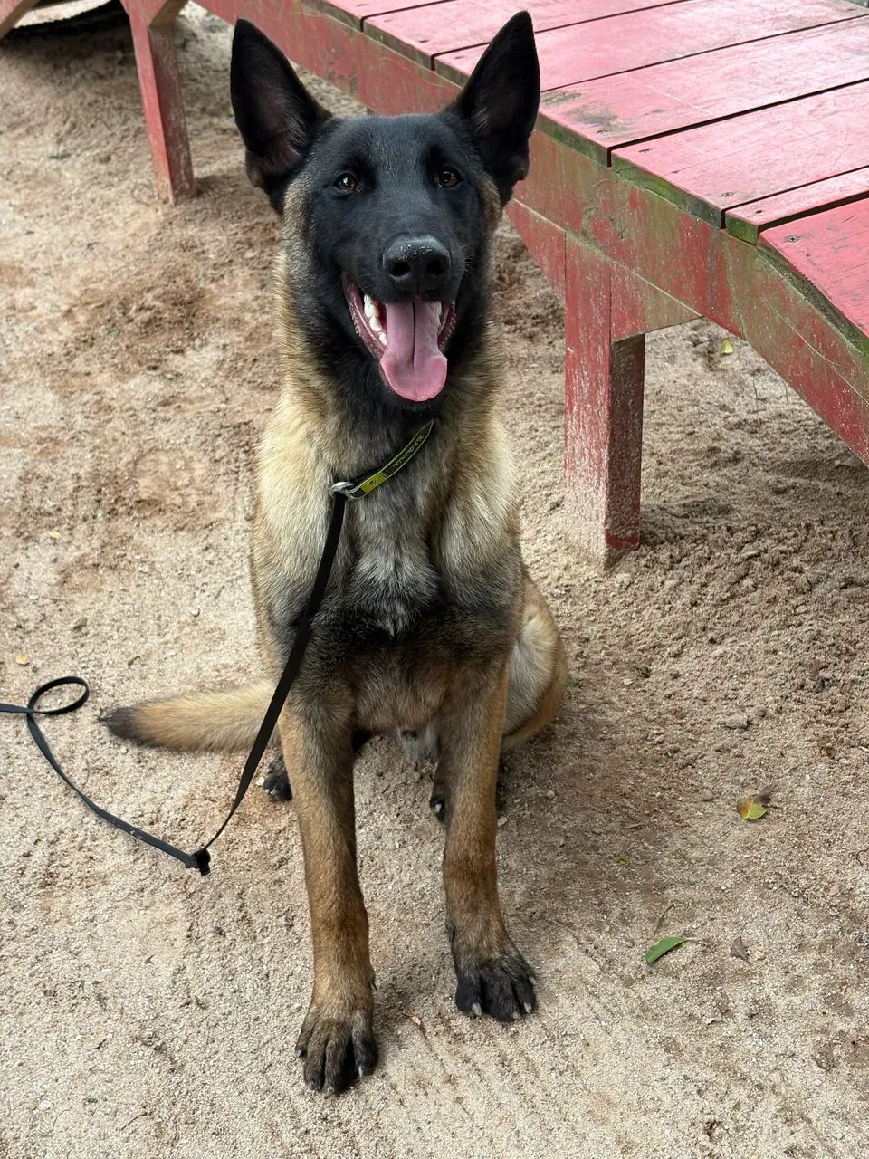 Filhote Pastor Belga Malinois - Foto 3
