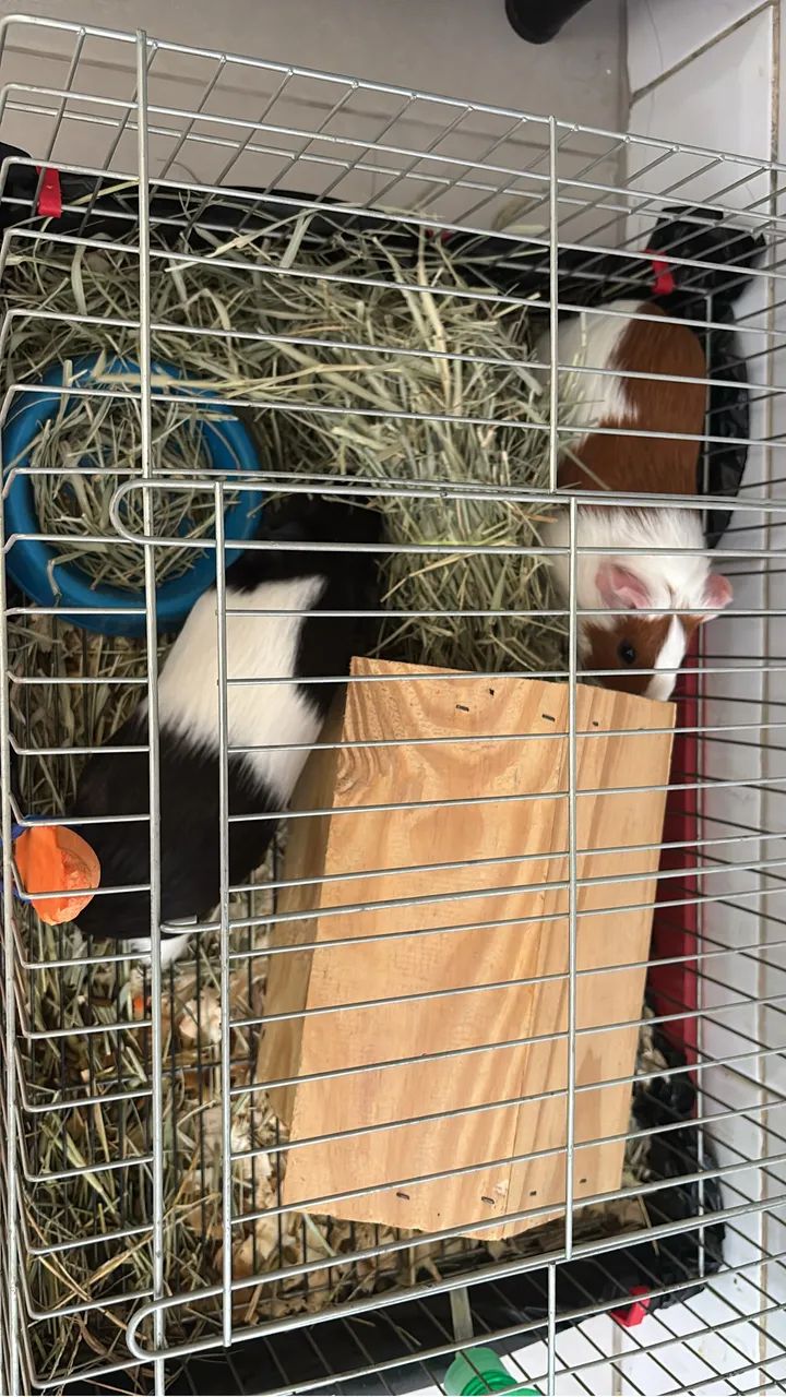 Filhotes de porquinhos da índia inglês  - Foto 2