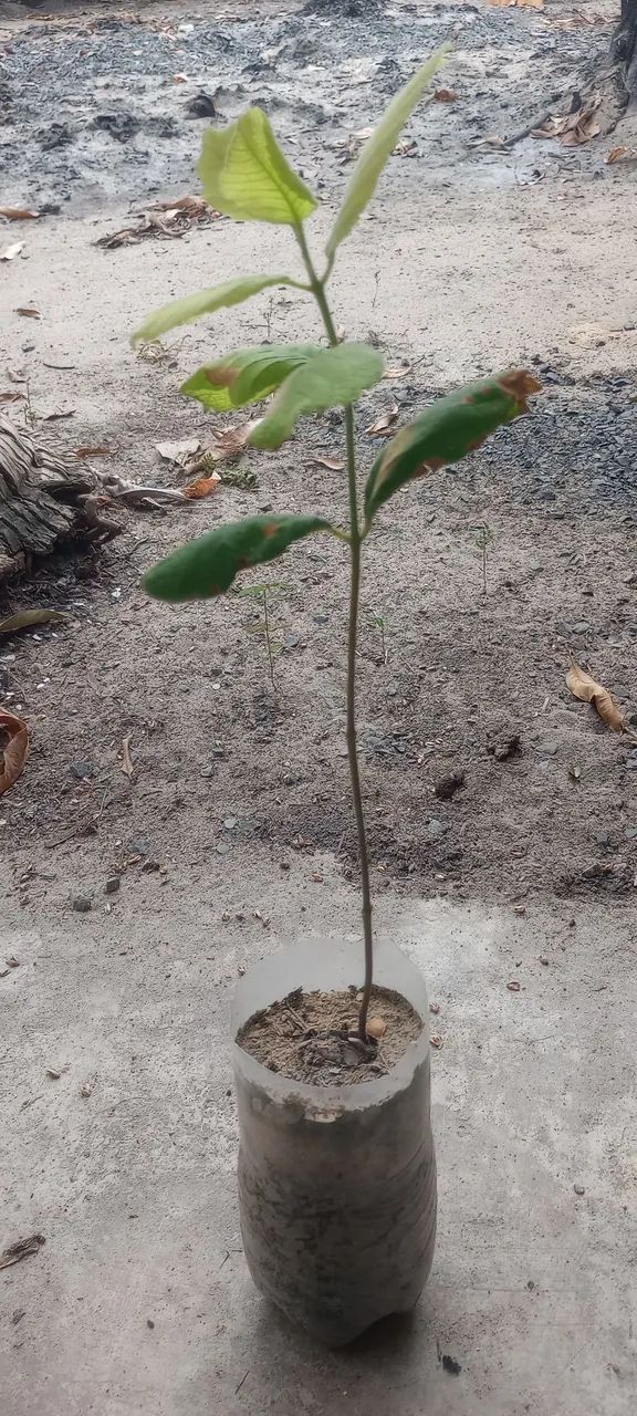 Planta piqui mudas - Foto 2
