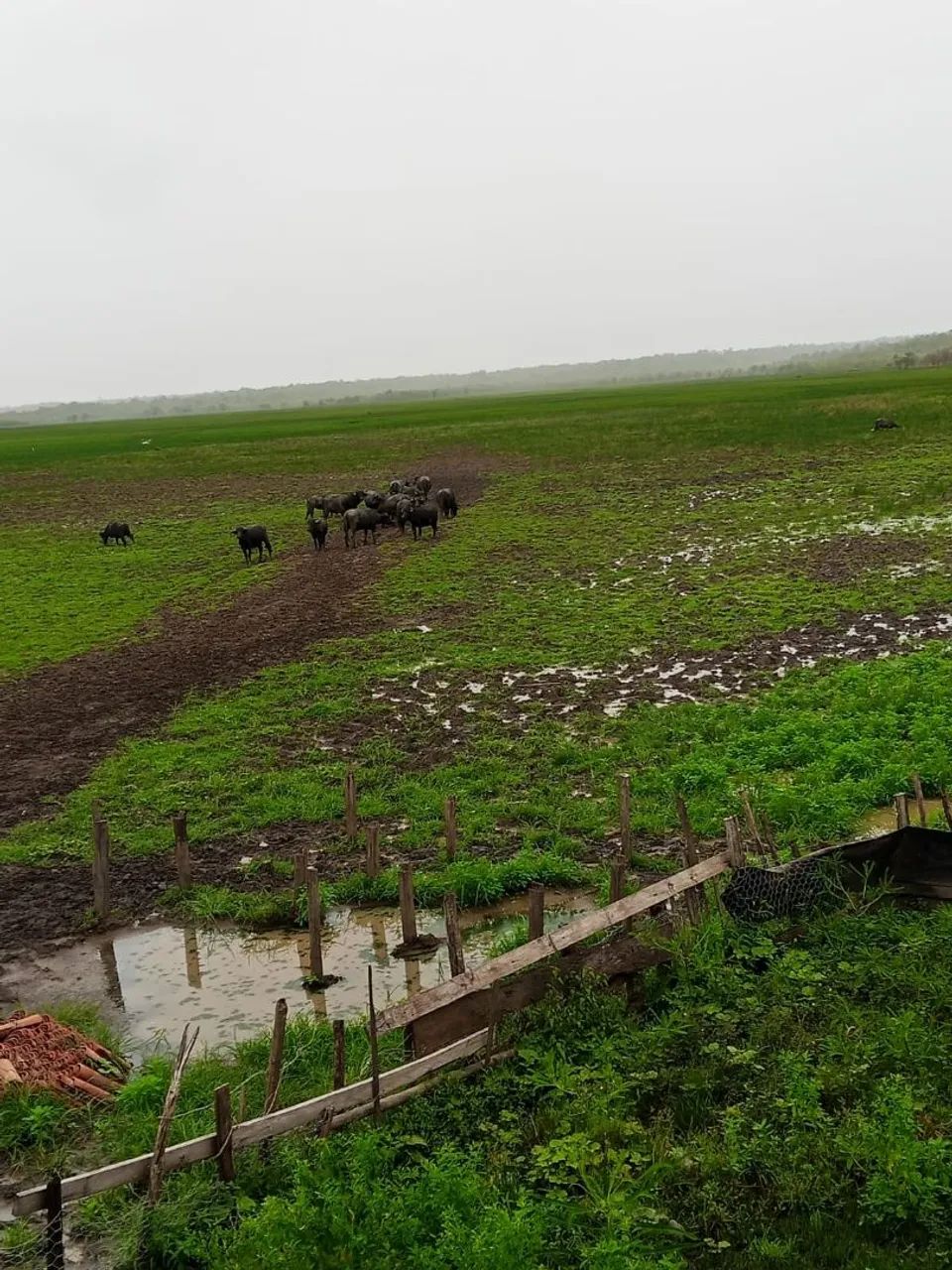 Fazenda em  Bacabeira MA - Foto 3