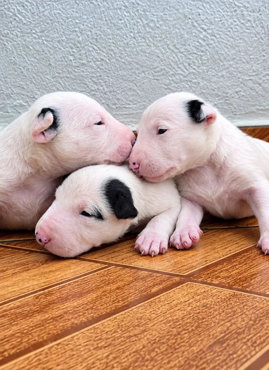 Bull Terrier inglês - Disponíveis 