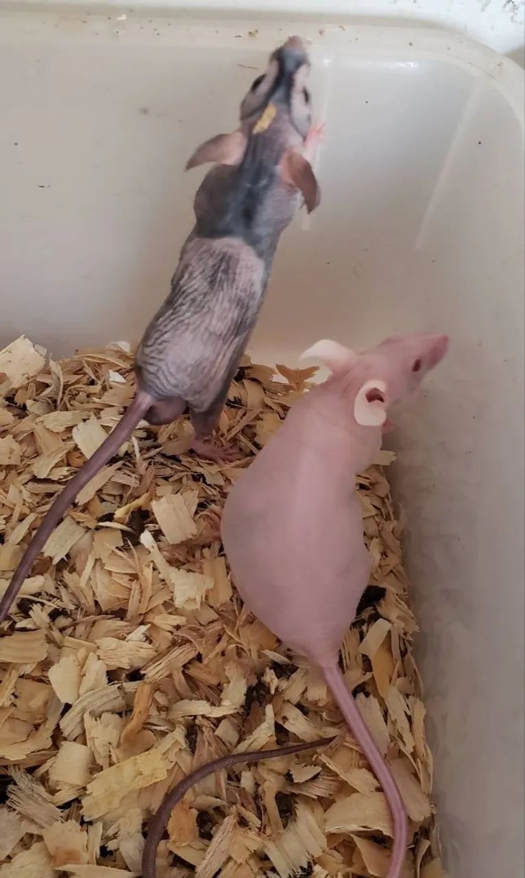 Camundongos  - Foto 2