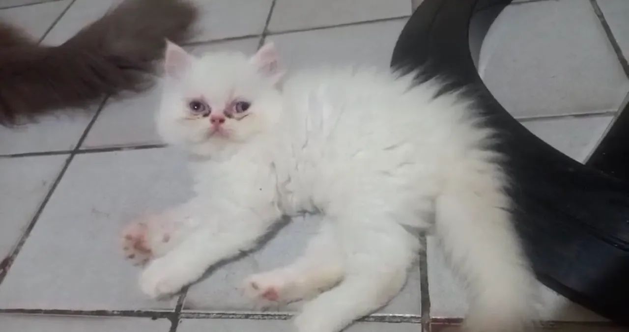 Lindos bebezinhos de gato persa - Foto 6