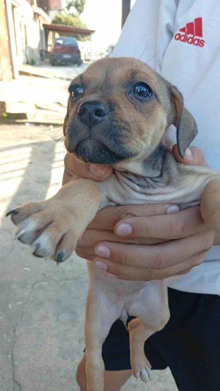 Doação responsável  - Foto 2