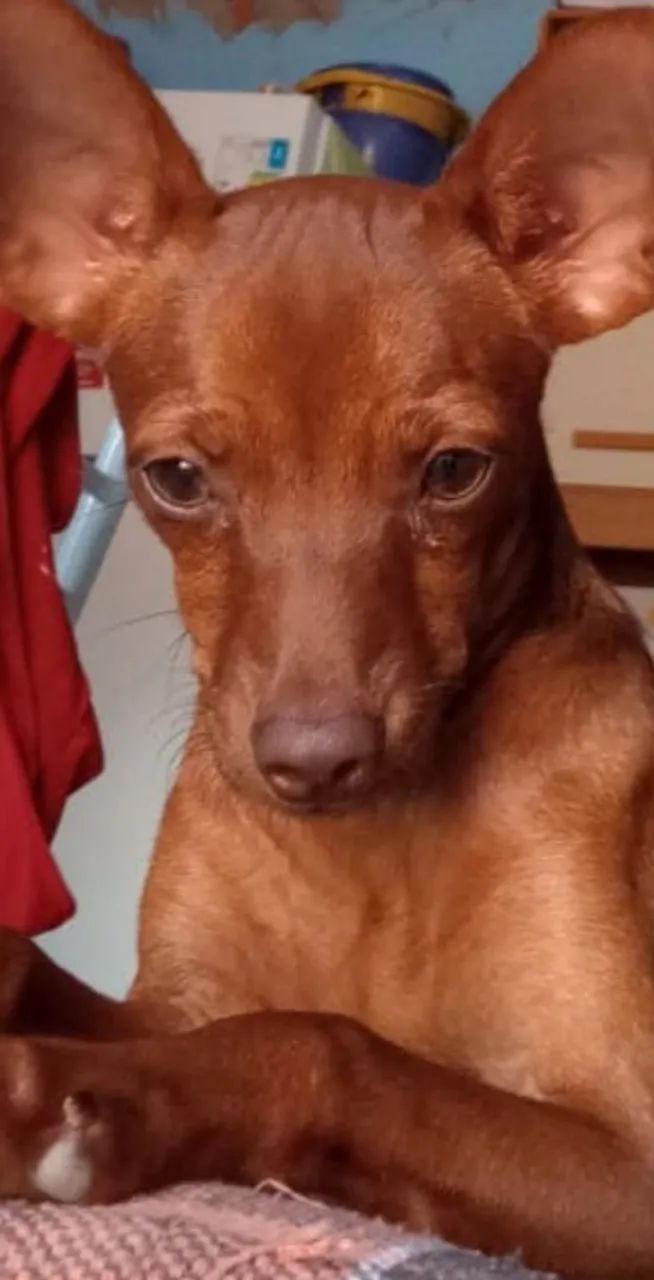 Cachorro  - Foto 3