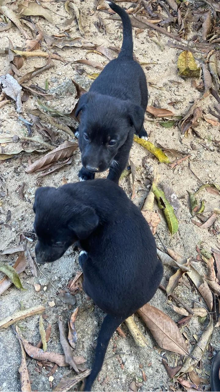 Doação responsável  - Foto 2