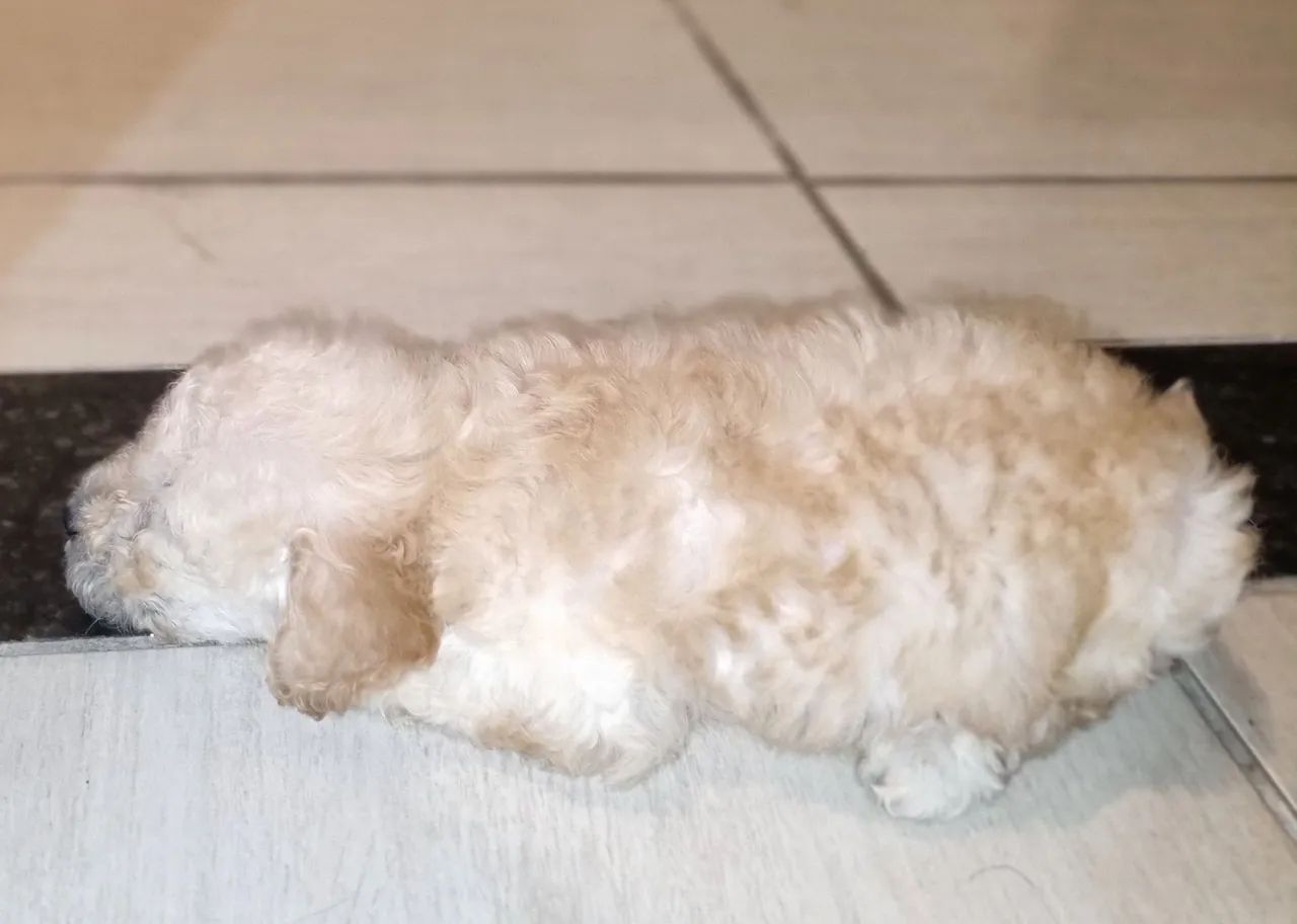 Poodle toy