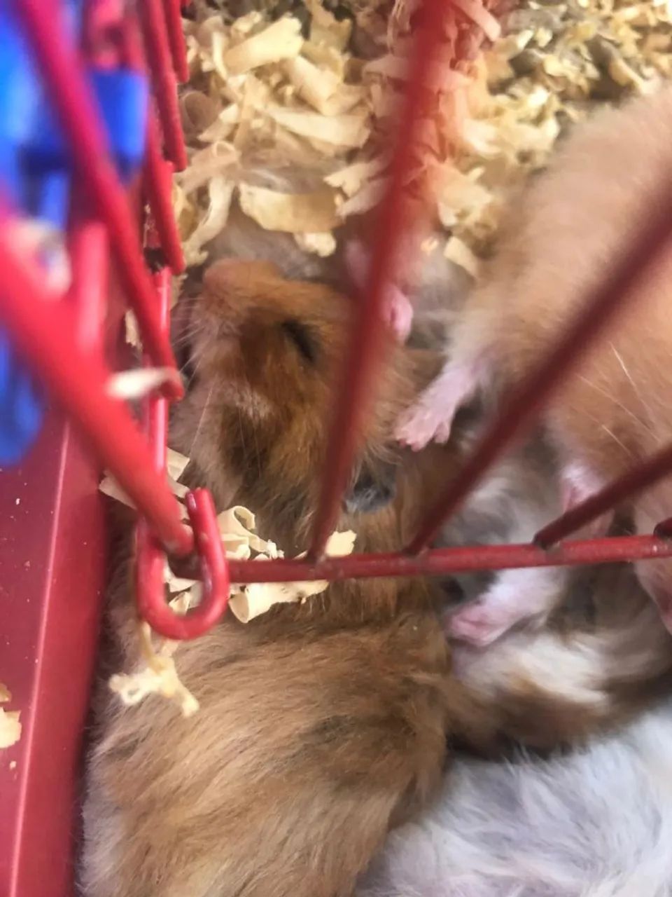 Hamster  - Foto 3