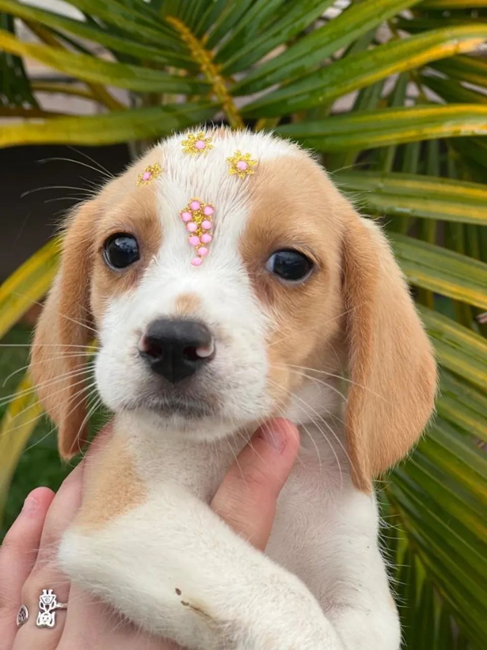 Beagle carinhoso, curioso e fiel