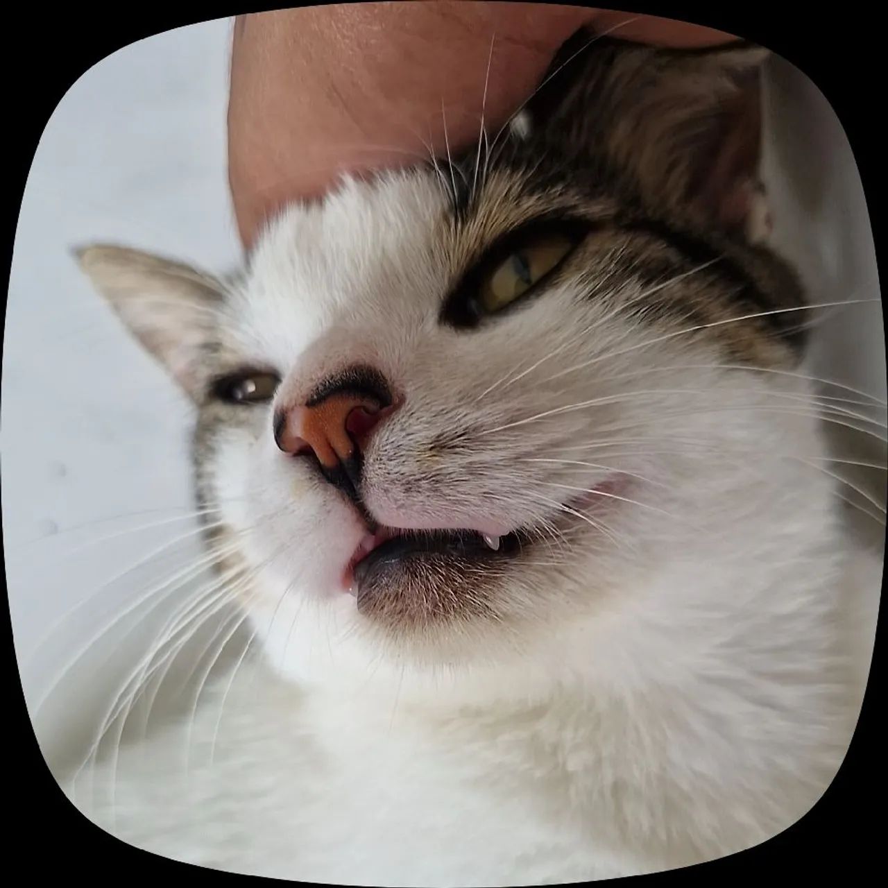 Adoção de pet - Foto 4
