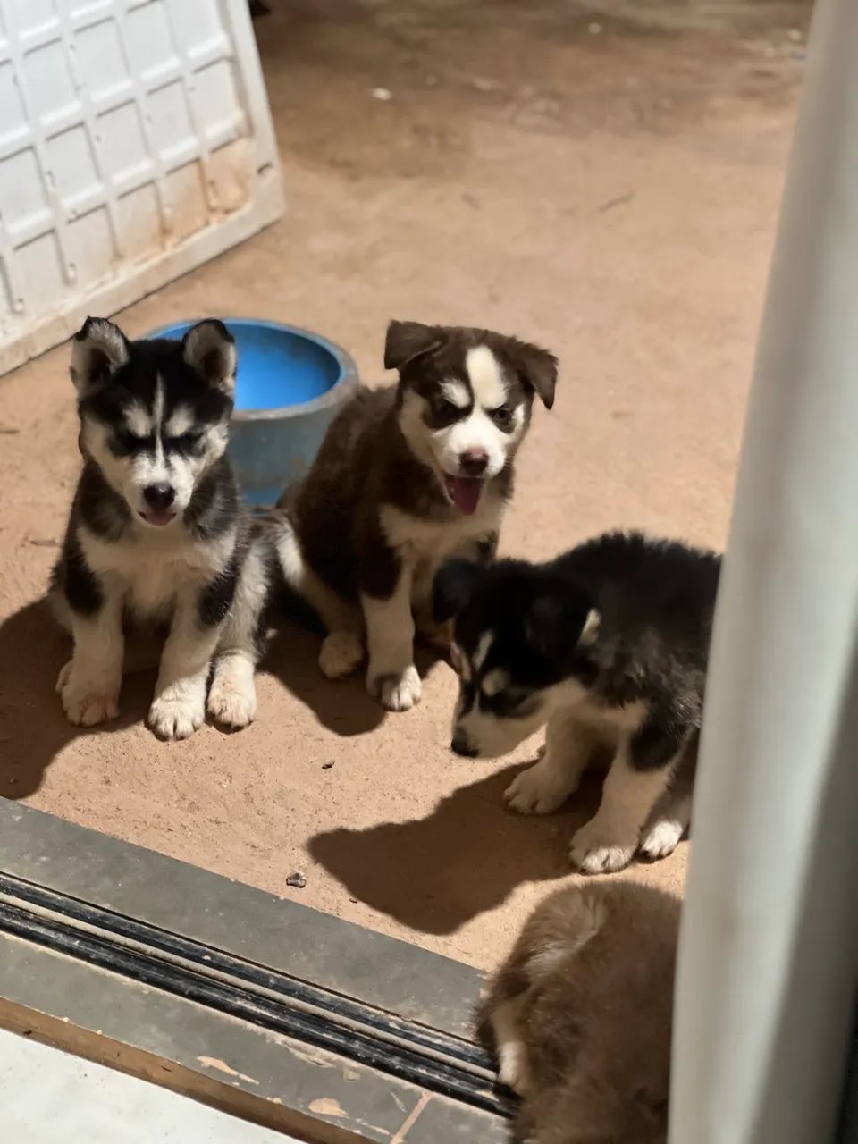 Husky siberiano  - Foto 4