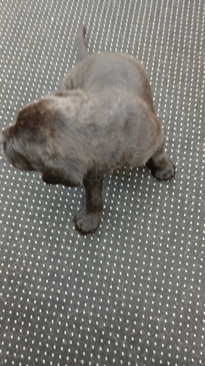Cane Corso Pedigree SOBRACI - Foto 5