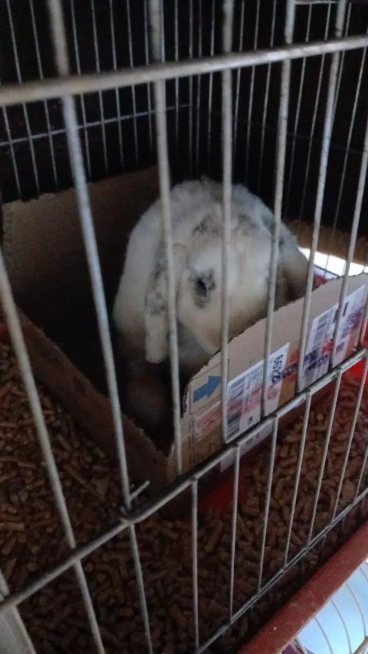 Mini lop filhotes  - Foto 2