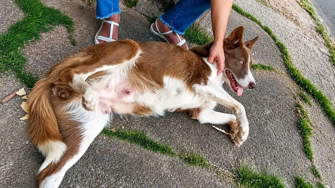 Border collie MACHO  - Foto 5