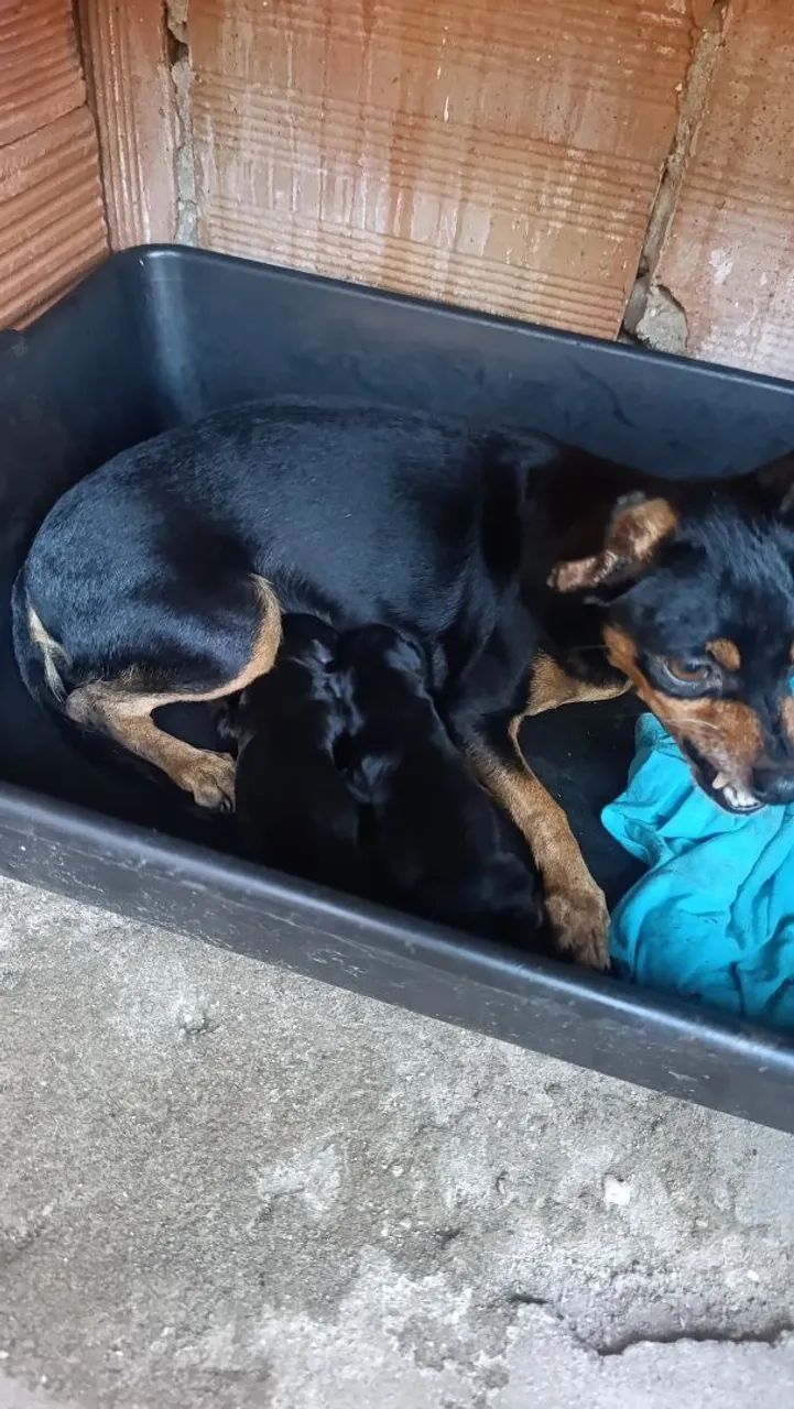 Vende cachorro  - Foto 2